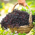 (Sambucus) Starter Samyl Fruiting Root Dormant Bare (1-Pack) Elderberry Plant