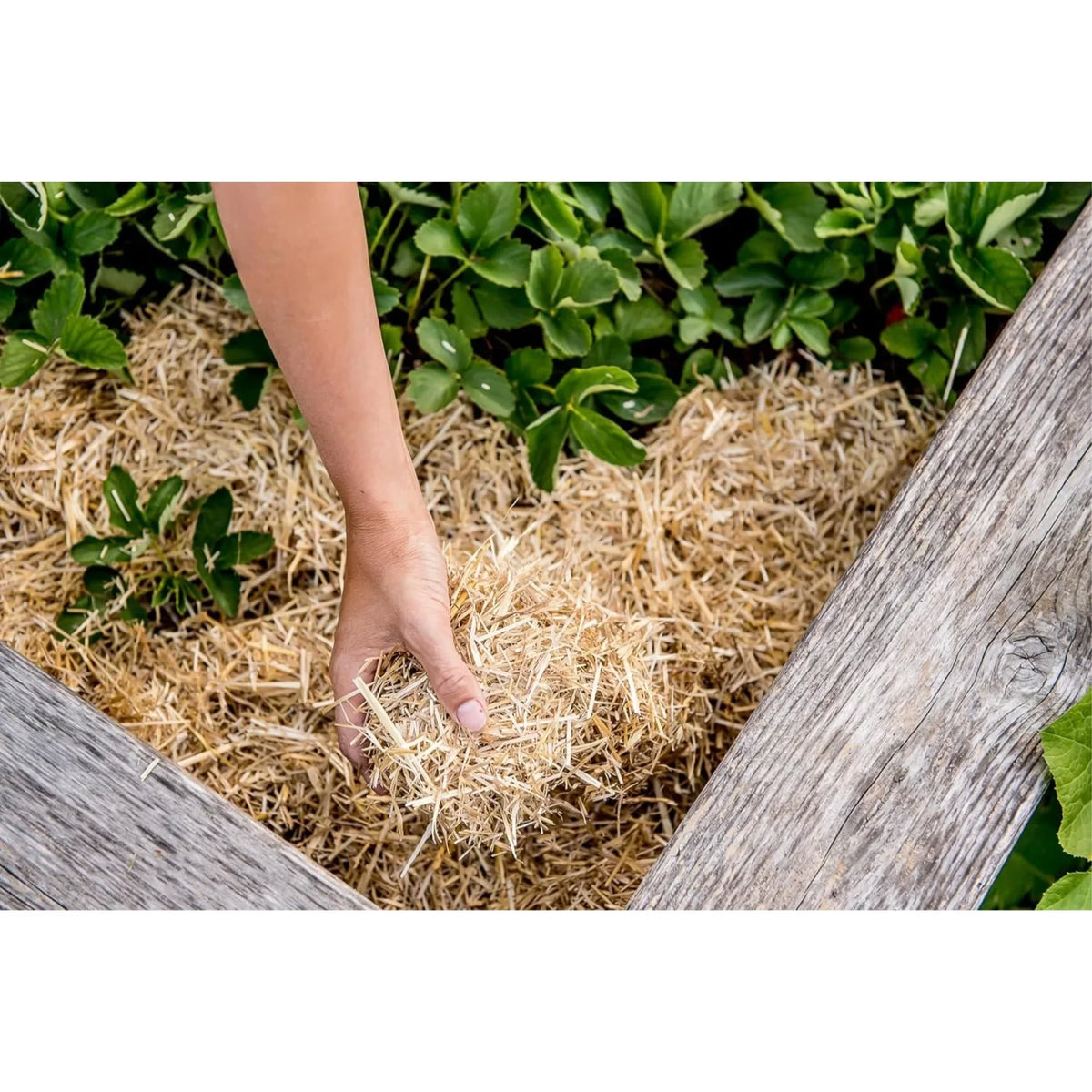 Lawn Straw GardenStraw 100 Composting, HealthiStraw Clean 3 for (Garden Ft Coverage Gardening, Premium and Seeding sq ft) Mulch Cu