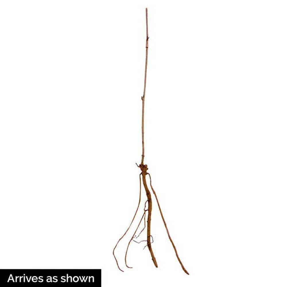 (Sambucus) Starter Samyl Fruiting Root Dormant Bare (1-Pack) Elderberry Plant