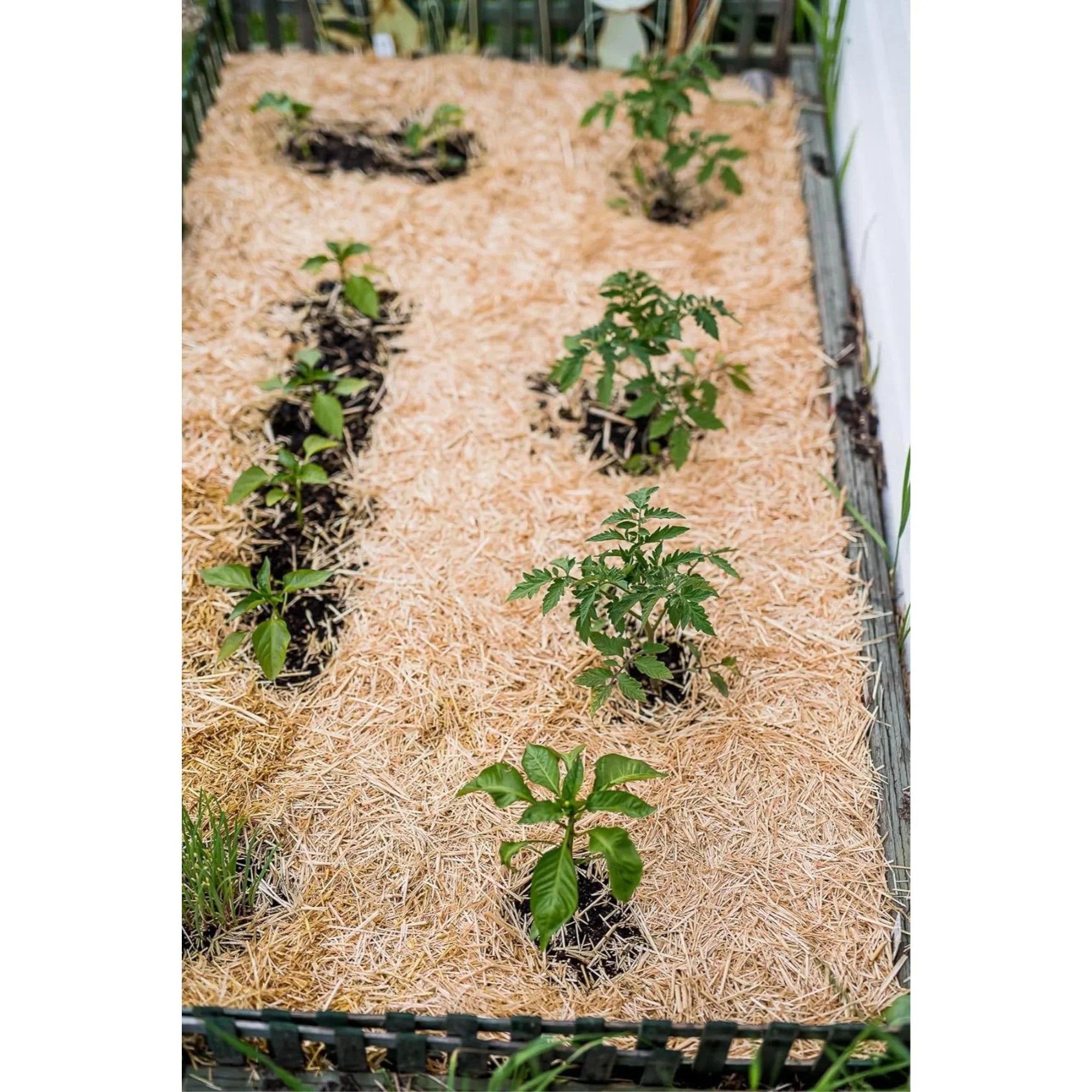 Lawn Straw GardenStraw 100 Composting, HealthiStraw Clean 3 for (Garden Ft Coverage Gardening, Premium and Seeding sq ft) Mulch Cu