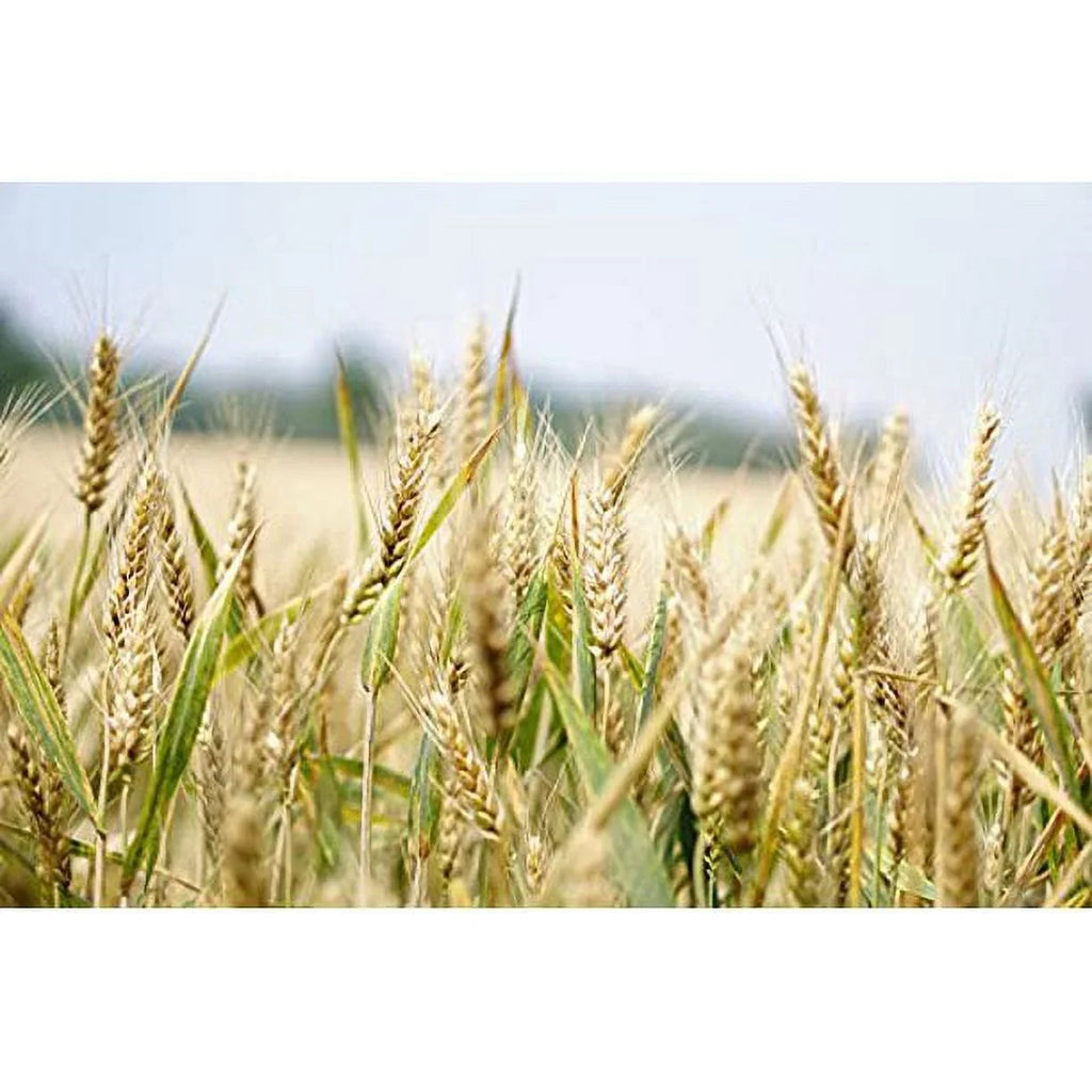 Protein, - Vegan, Organic Non-GMO, (7LB) Rich, Bulk, Kosher Pearled Farro Fiber Raw, Italian